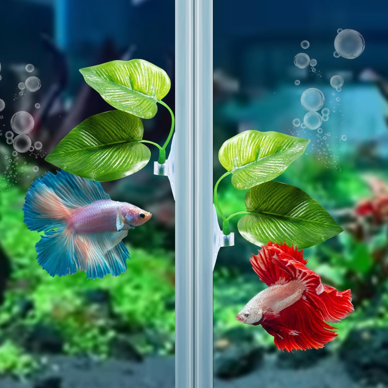 CousDUoBe 2 Pack Betta Fish Leaf Pad Improves Betta's Health by Simulating The Natural Habitat - Natural, Organic, Comfortable Rest Area for Fish Aquarium Ornaments - Image 5